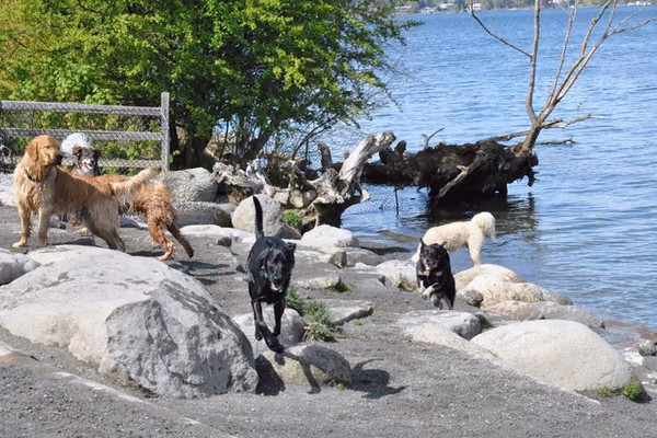 Lynchwood Park Off Leash Area